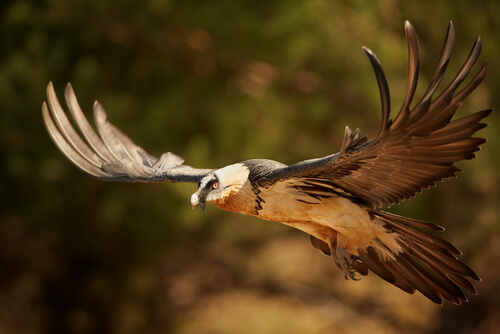Buitre barbado: alimentación