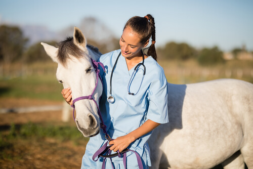 Tratamientos y cuidados de la sarna en caballos