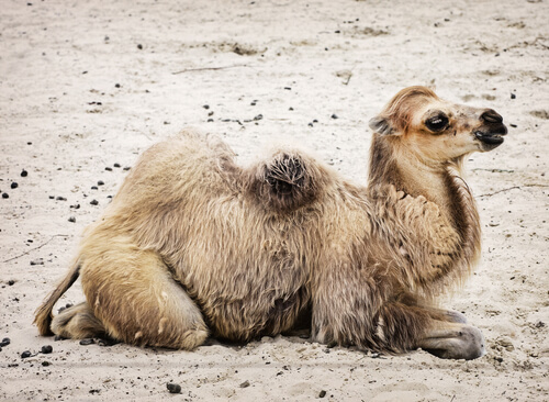 Camello bactriano salvaje