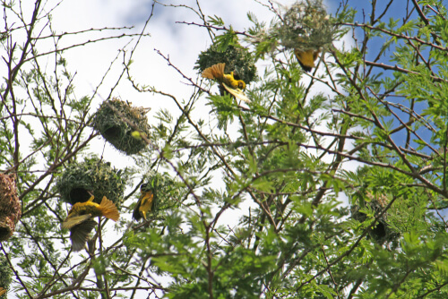 Características de los tejedores