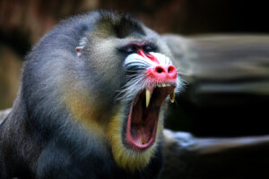 ¿Por qué el mandril tiene tantos colores?