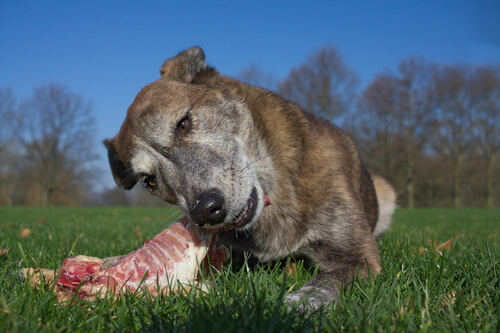 Carne de conejo para perros