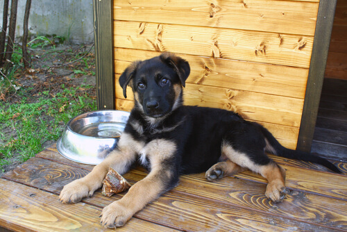 Casas para perros exteriores