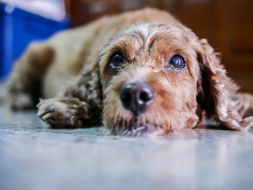 Tratamientos y síntomas de las cataratas en perros