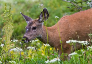 8 animales que se alimentan de flores