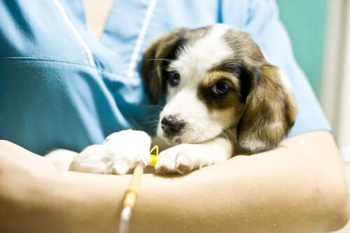 Estas son las mejores clínicas veterinarias de Valencia