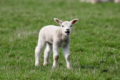 Coccidiosis en corderos: diagnóstico