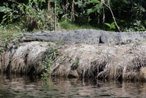 La fauna de los manglares