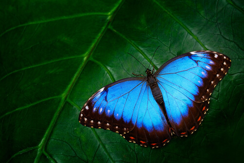 Colorido de las mariposas