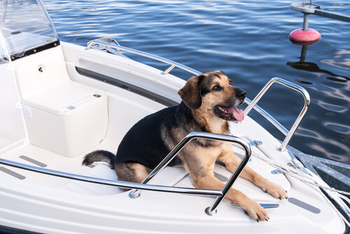 Consejos para llevar a tu perro en barco