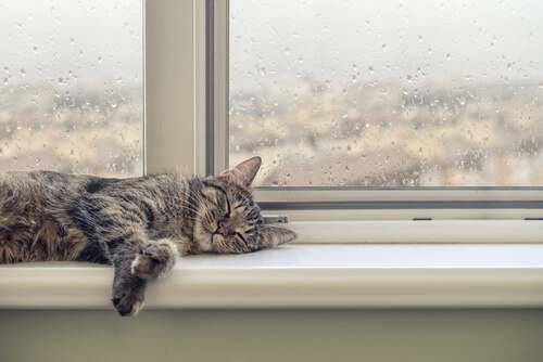 ¿Cómo reacciona tu gato ante la lluvia?