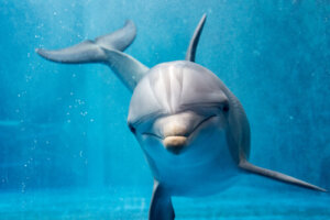 Comportamiento de los delfines, ¿casi humano?