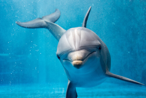 Comportamiento de los delfines, ¿casi humano?