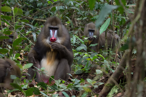 Comportamiento del mandril