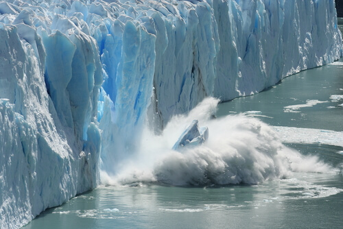 Consecuencias del cambio climático en la fauna