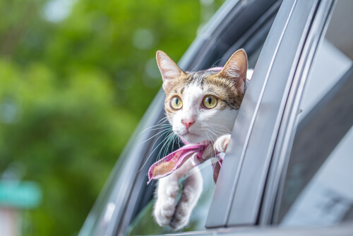 Consejos para viajar con gatos en coche
