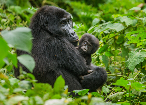 Conservación del gorila de montaña