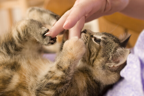 Cómo cortar las uñas a un gato que no se deja