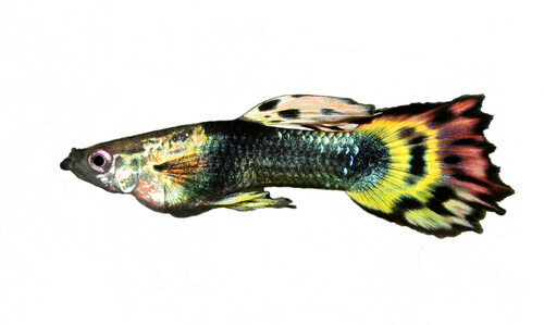 Cría de peces guppy