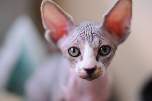 ¿Requiere cuidados especiales la piel del gato egipcio?