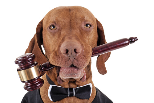 Declaración Universal de los Derechos de los Animales
