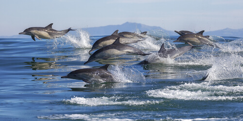 Delfines cazando en grupo