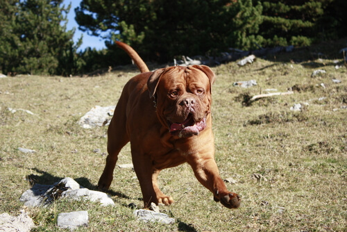 Dieta de perros molosos