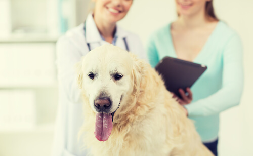 Dirofilaria en perros: prevención