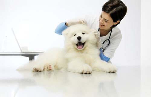 Dirofilaria en perros: tratamiento