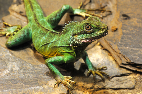 Dragón verde de Feng Shui