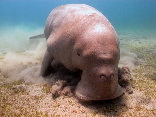 En dugong.