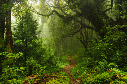 Ecosistema de la selva