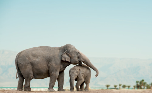 Los elefantes son animales sociales