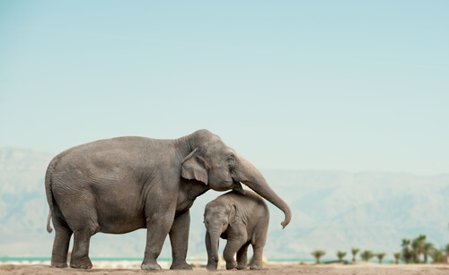 Elefantes huérfanos en libertad