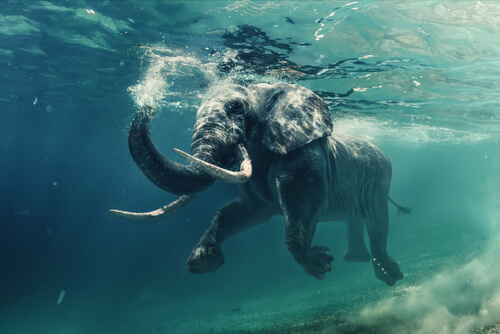 Elefantes nadadores