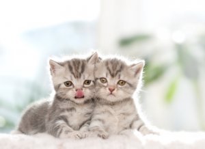 ¿Gato o gata? ¿Qué debes elegir?