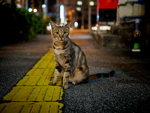 Enfermedades de los gatos callejeros