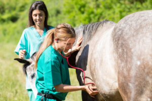 Enfisema subcutáneo en caballos