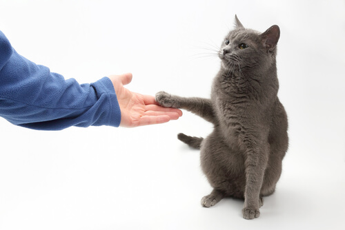 ¿Se puede enseñar a un gato a dar la pata?