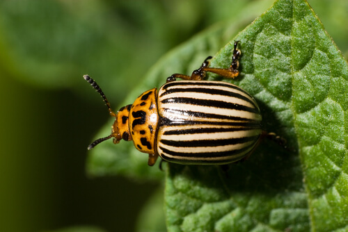 Escarabajo de la patata: descripción