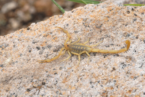 Escorpión de corteza de Arizona