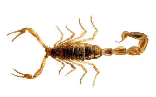 Escorpión dorado: animal venenoso
