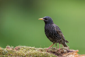 El ave estornino y su 'sol negro'