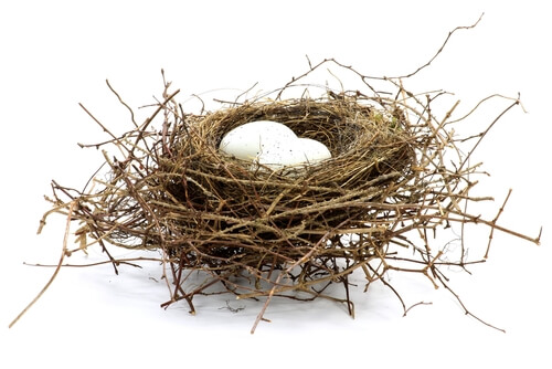 Fabricar nidos de pájaros