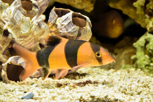 Fauna de Sumatra: locha payaso