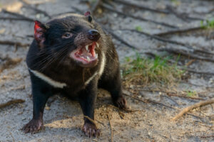 La fauna de Tasmania