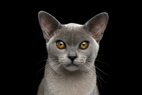 Felinos: visión nocturna