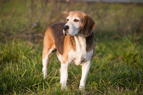 Foxhound inglés