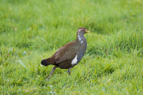 Gallineta de Tasmania