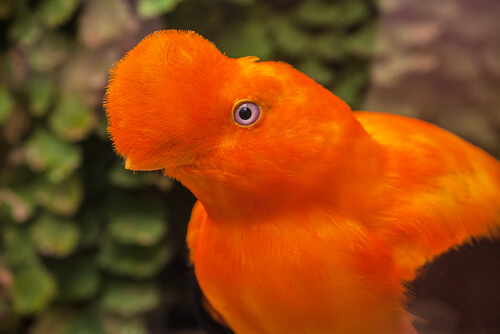Gallito de las rocas guayanés